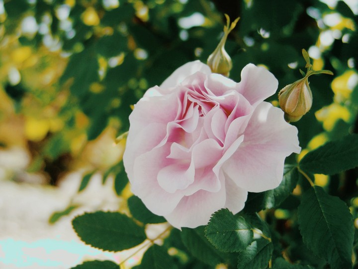 flowers