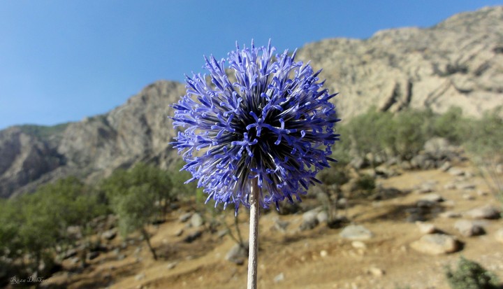 A Thistle Flower in the middle of desert (2).
