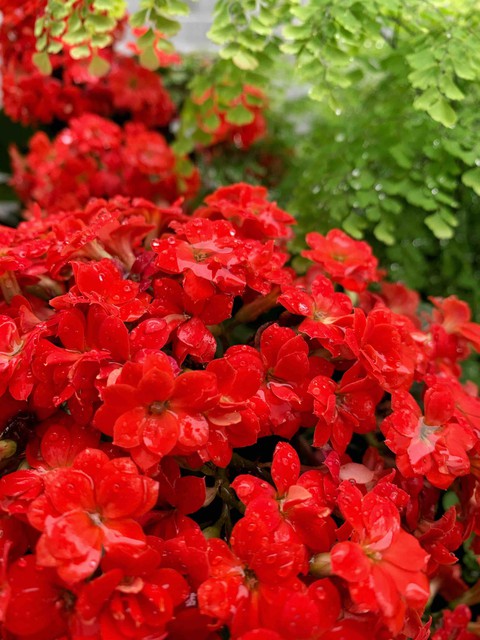 Flores