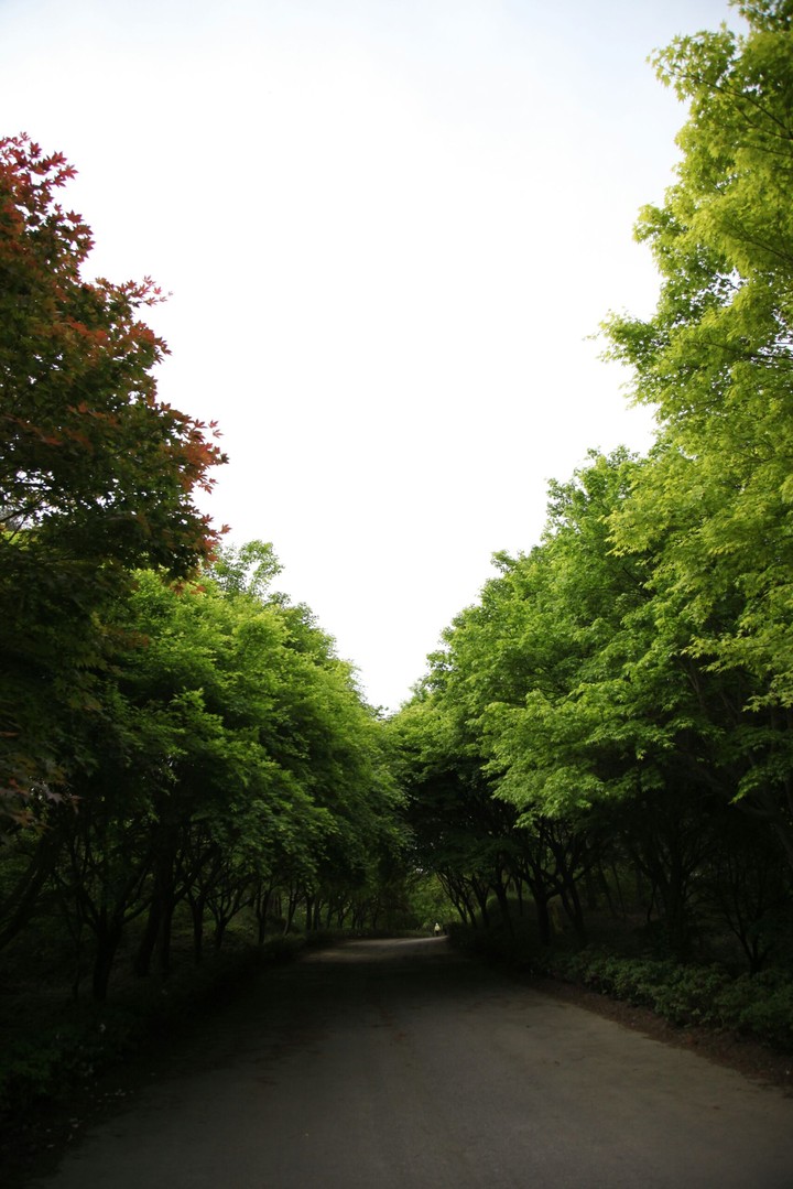 숲길