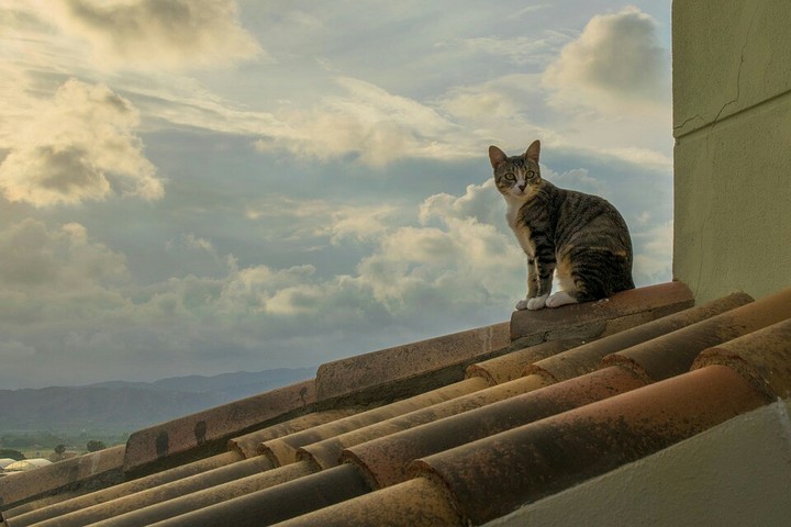 cat