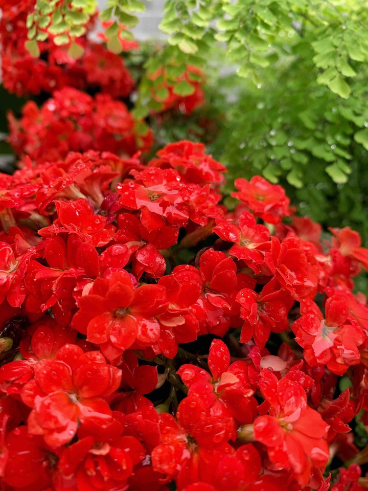 Flores