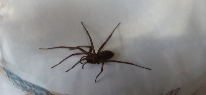 caught this one in my house ?
