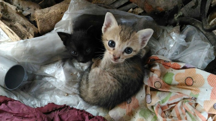 kitty