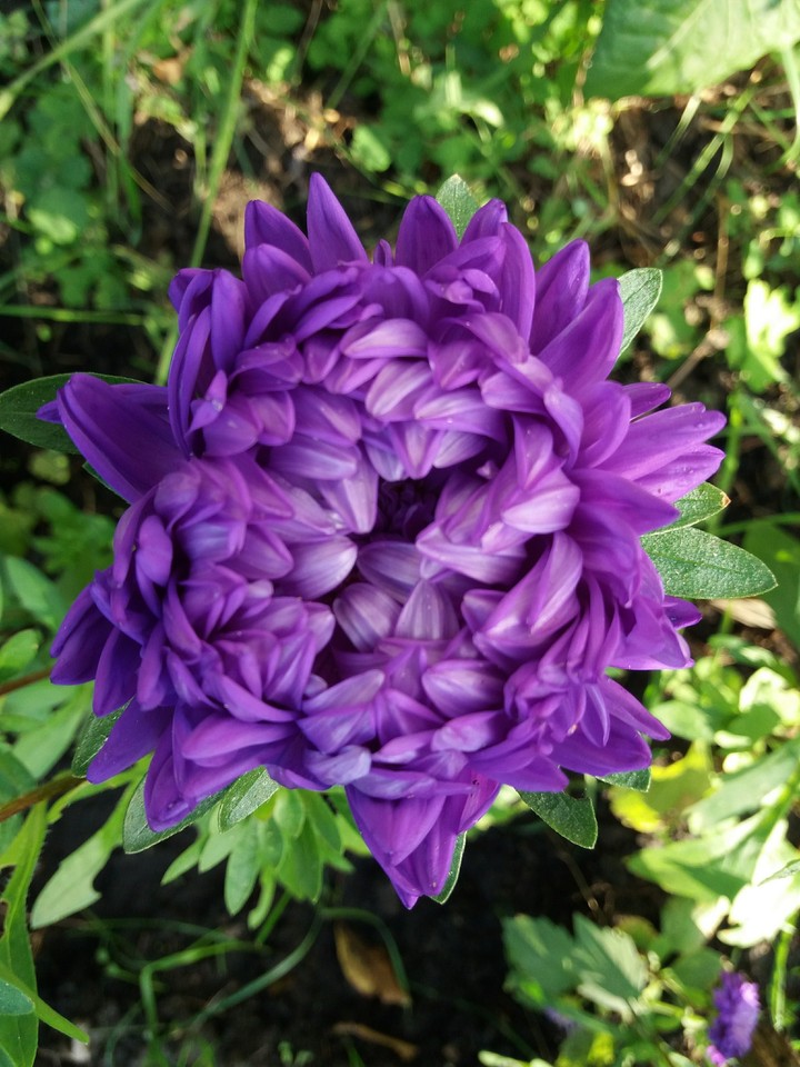 Violet flower