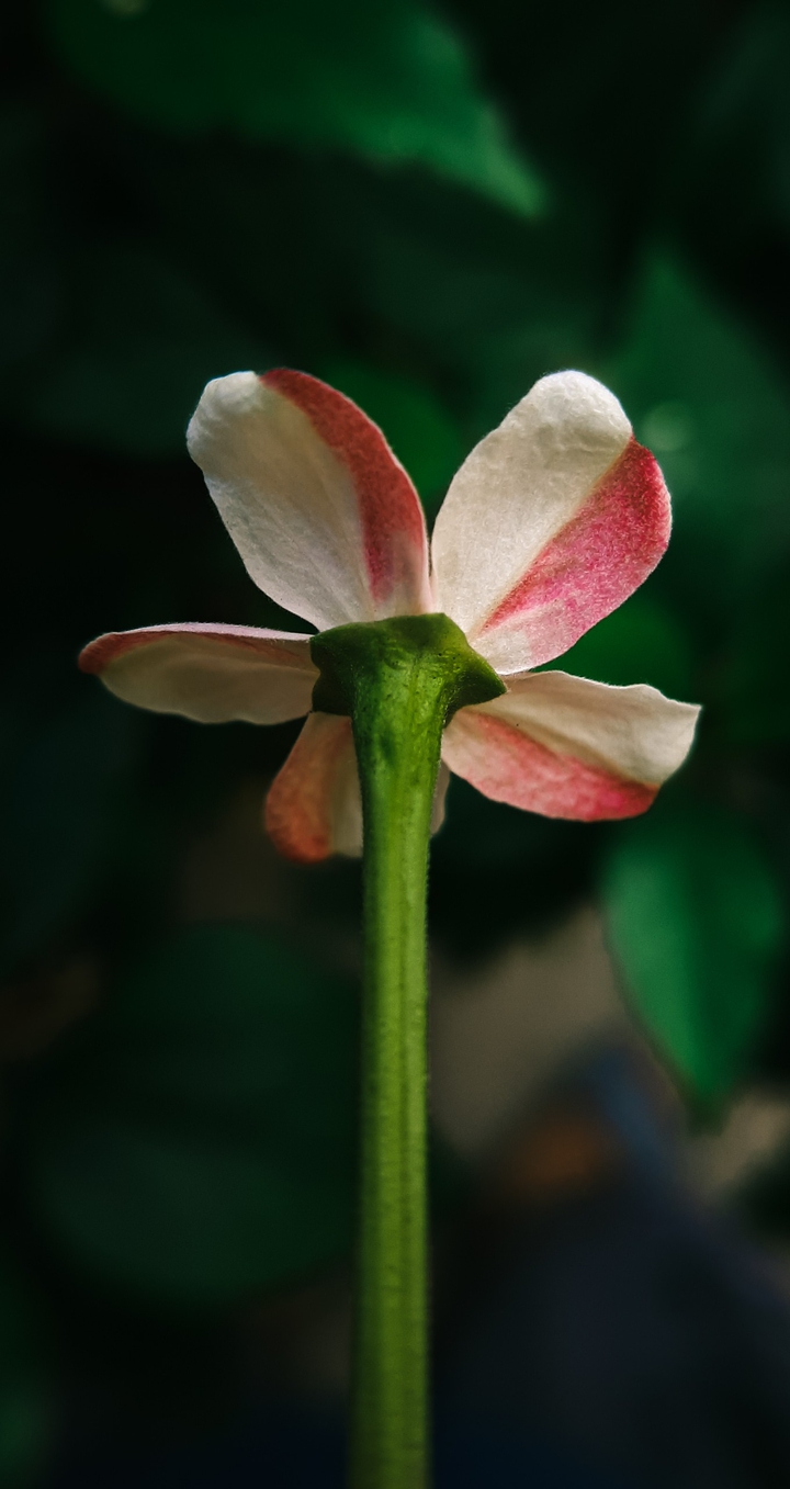 Vanilla strawberry flower