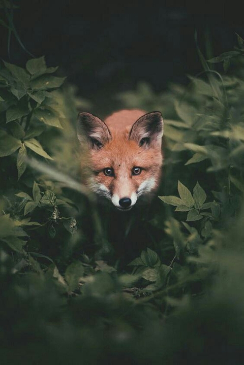 fox