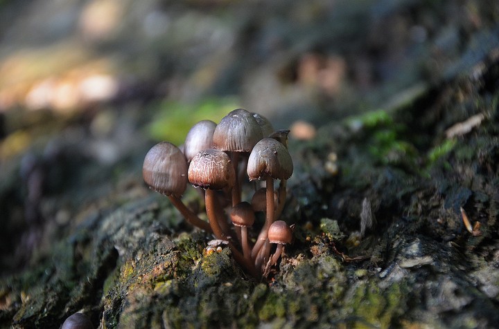 mushrooms
