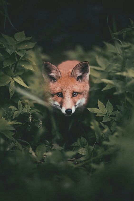 fox