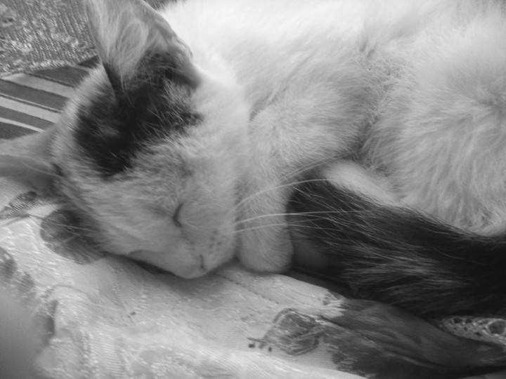 котик