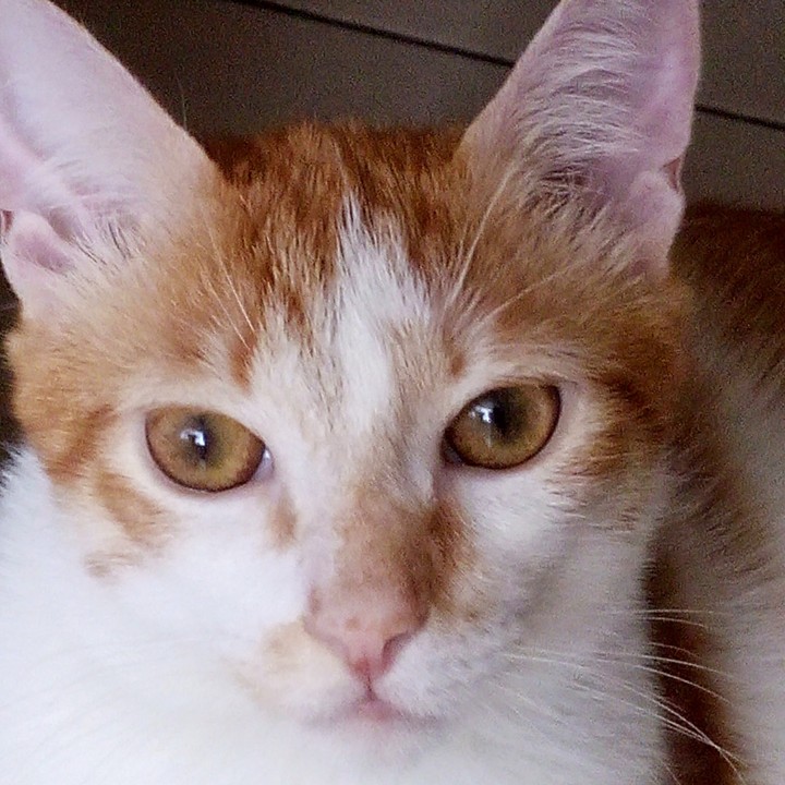 SIMBA