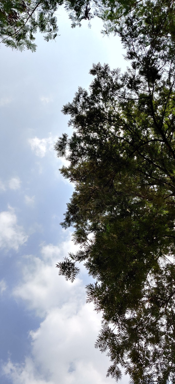 behind the trees look off to sky how beautiful is the atmosp