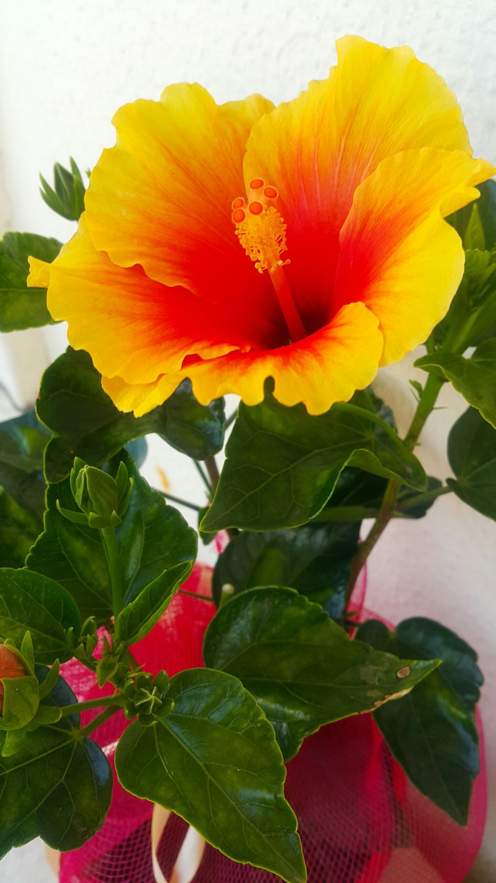 Hibiscus
