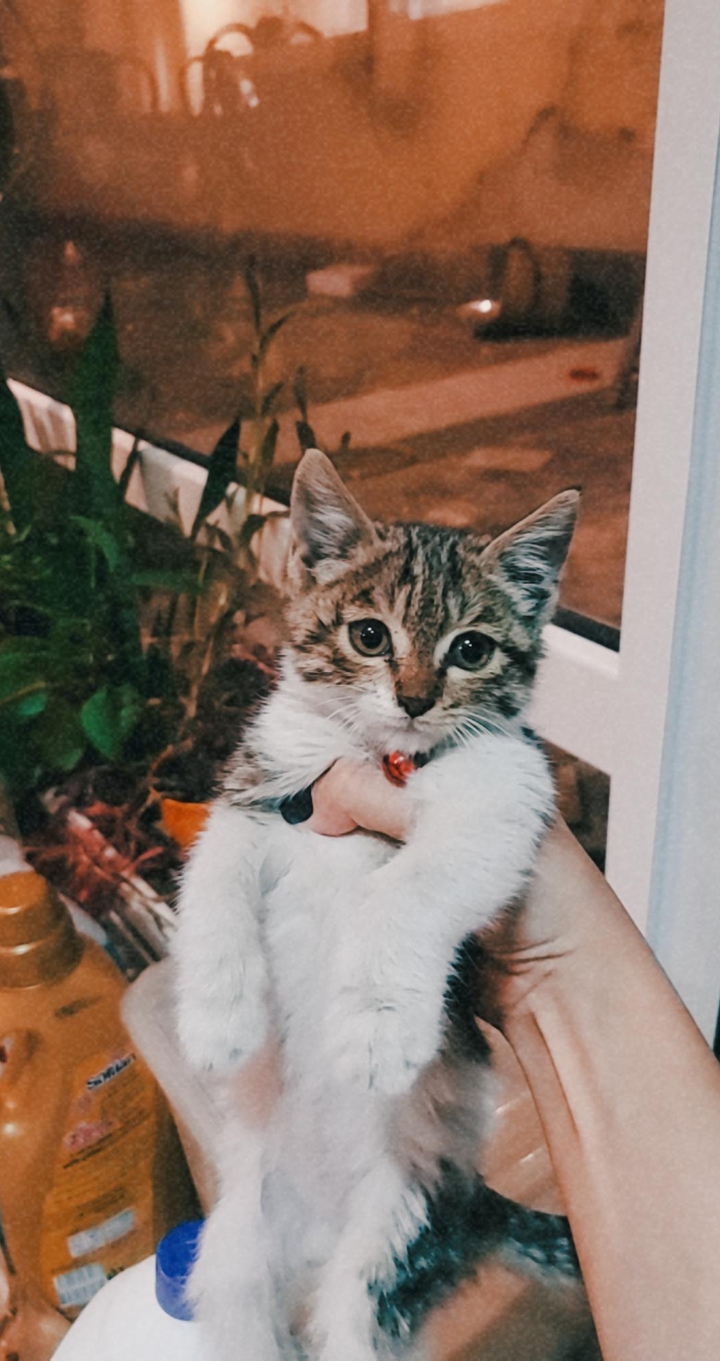 cat