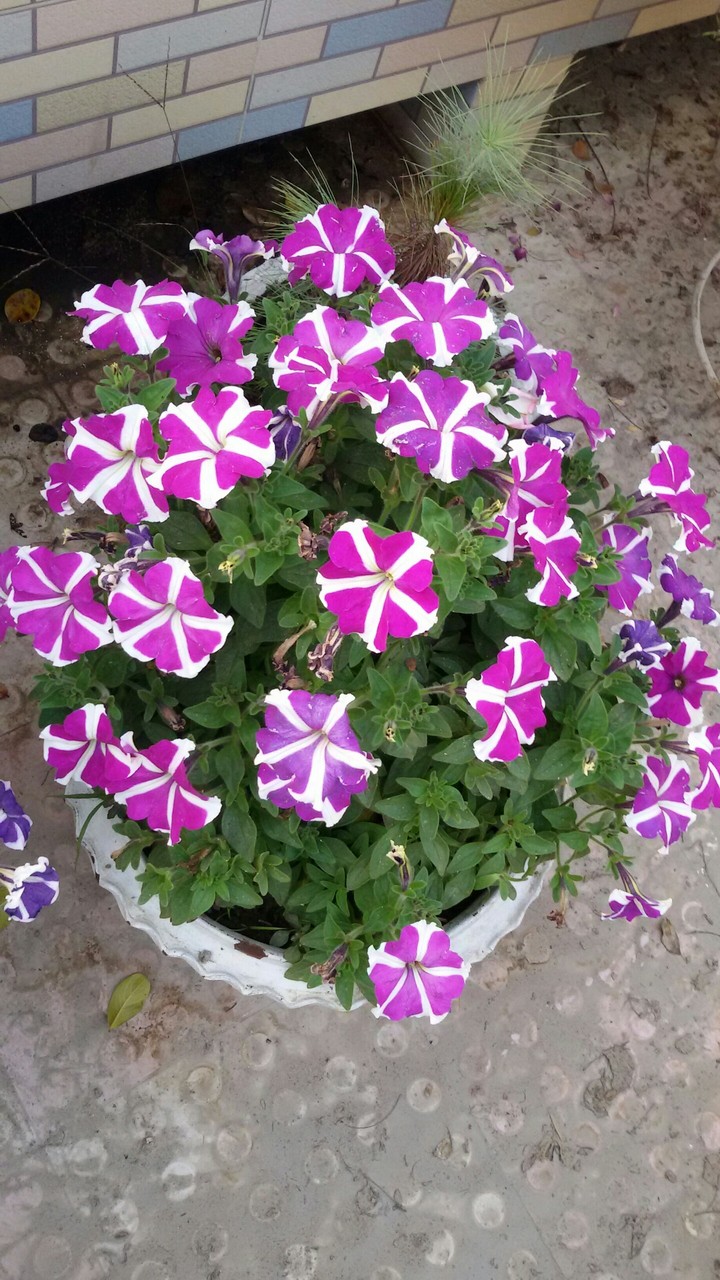 pitunia