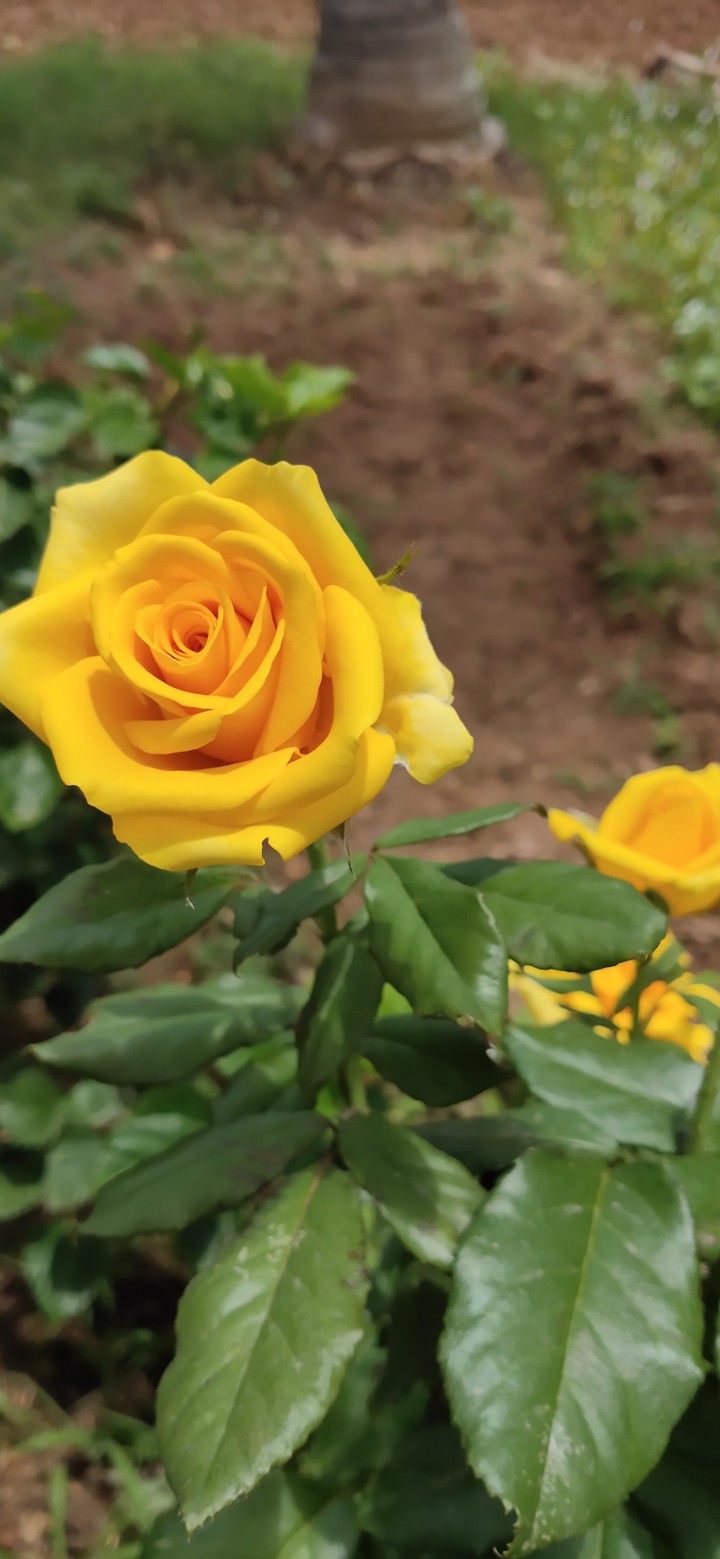 rose