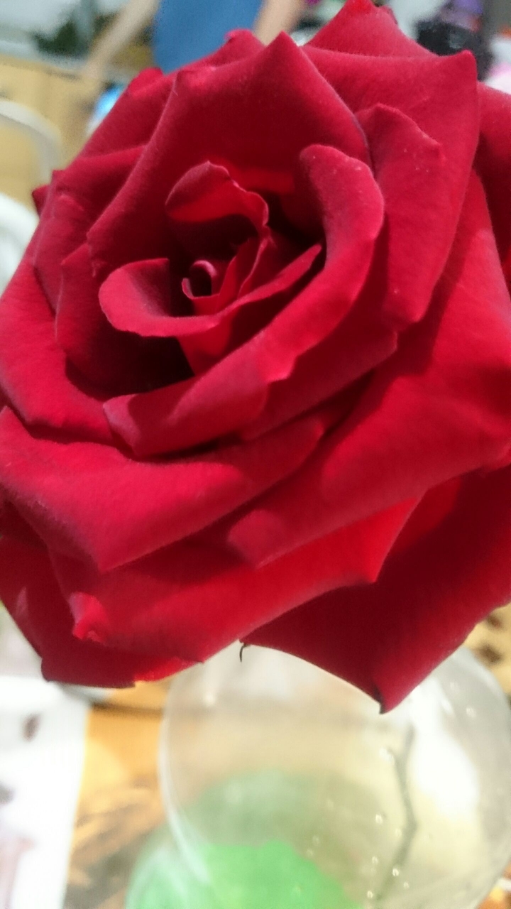 rose