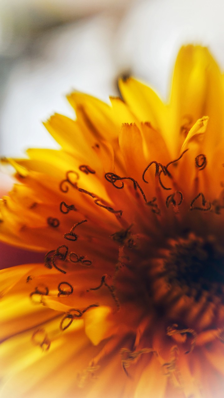 Dandelion