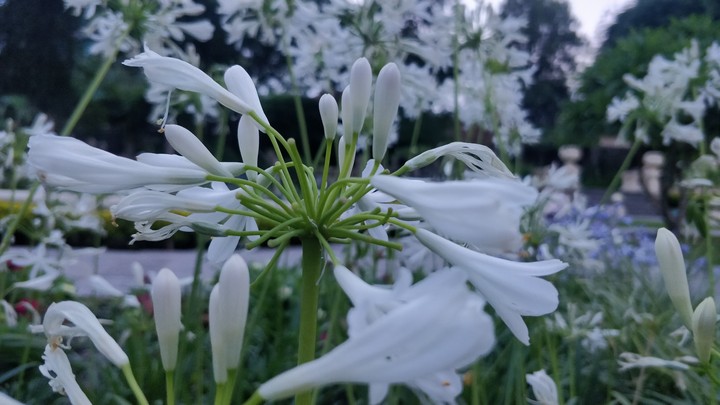 flowers