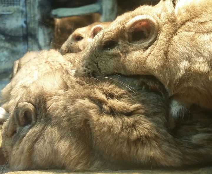 gundi