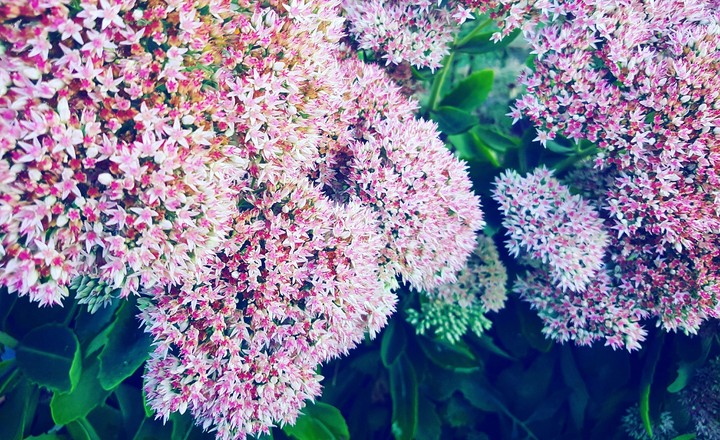 pink flowers