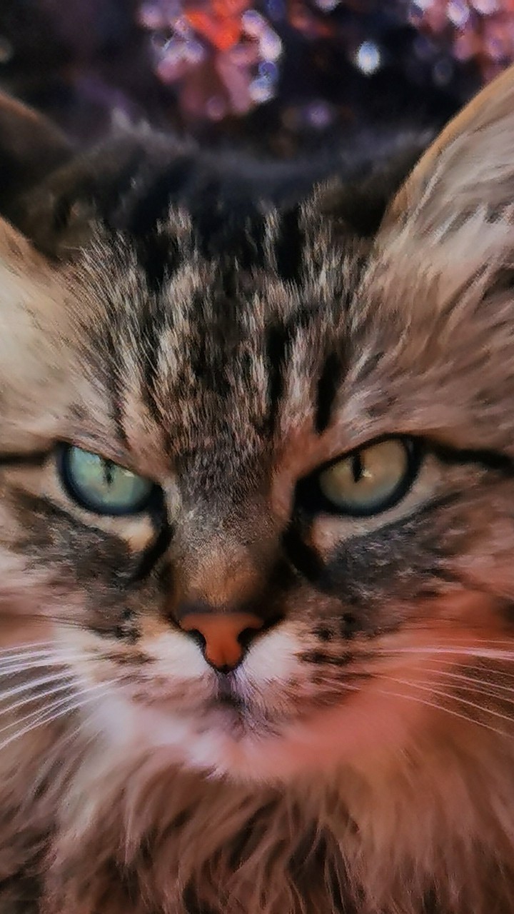 Nala ma catlover