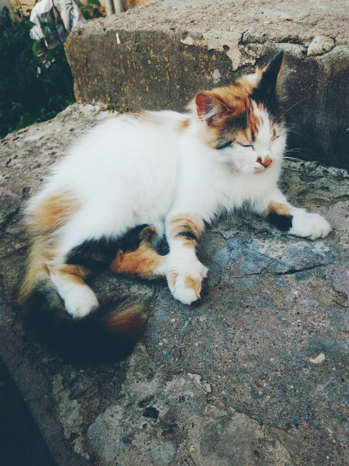 kitten