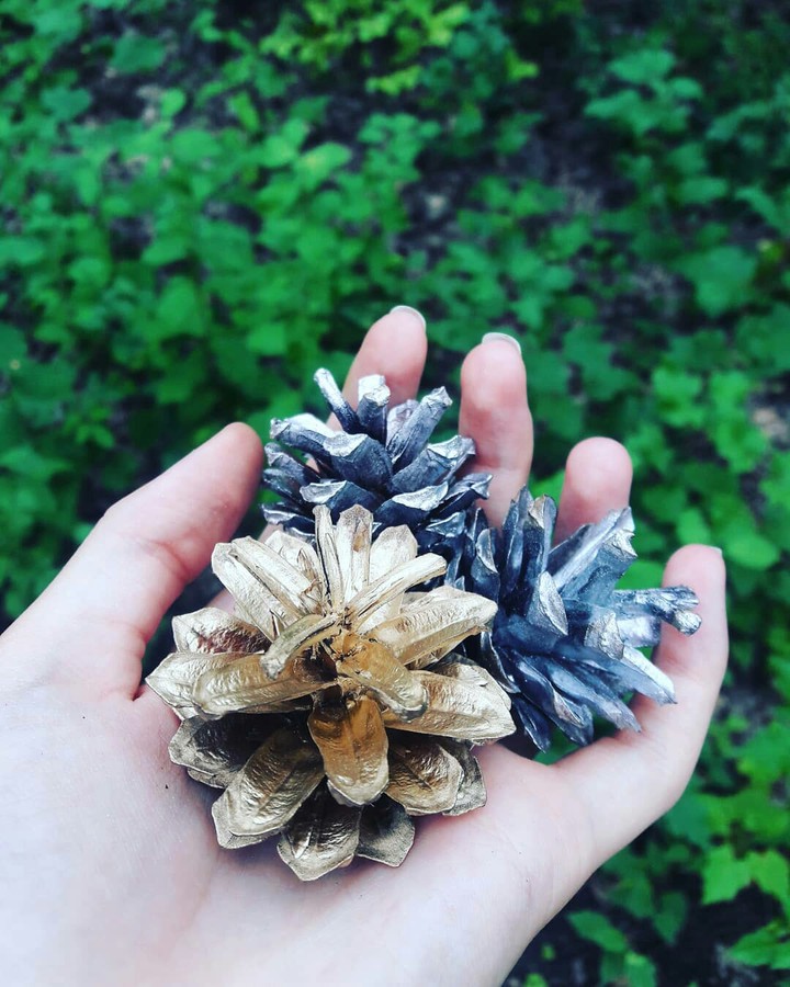 Шишки // Cones