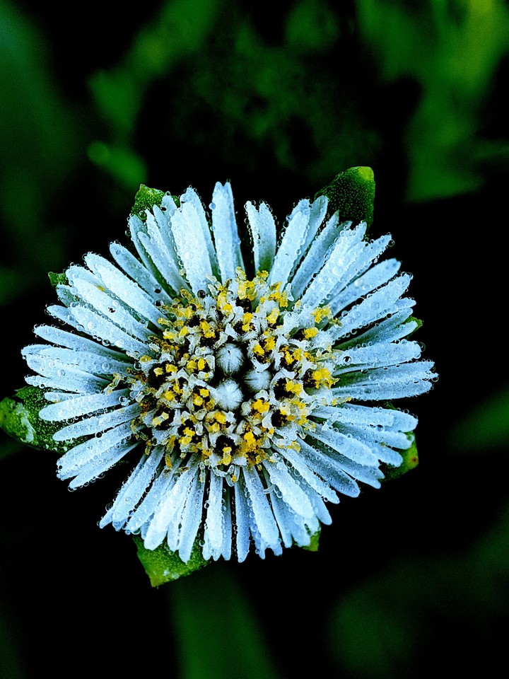 Macro flower