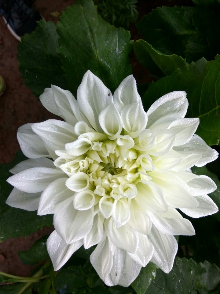cool green
