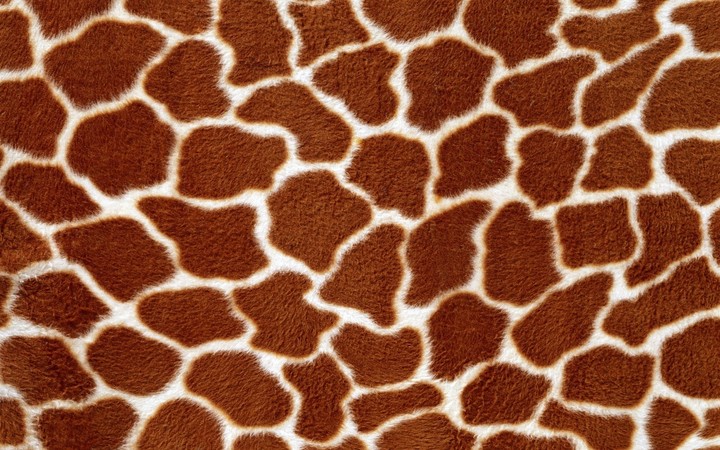 giraffee skin texture
