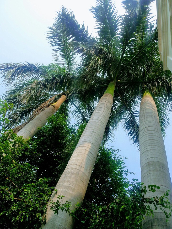 palm