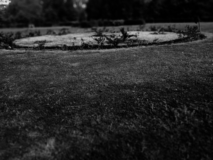 Dark Shade of Garden