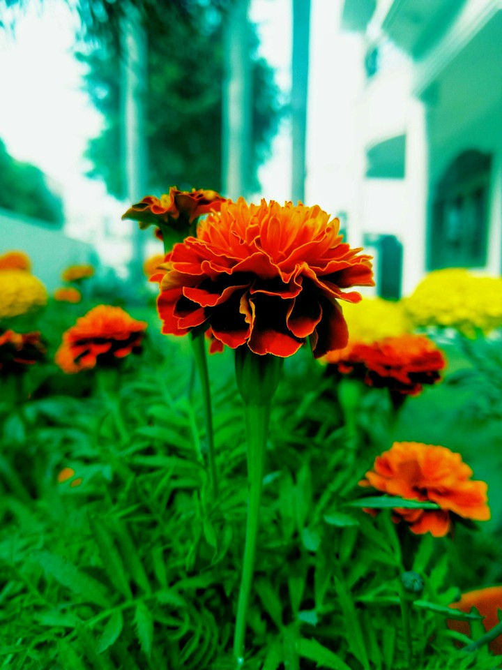 marigold