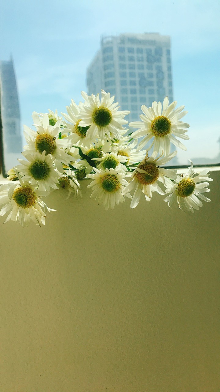 Daisy