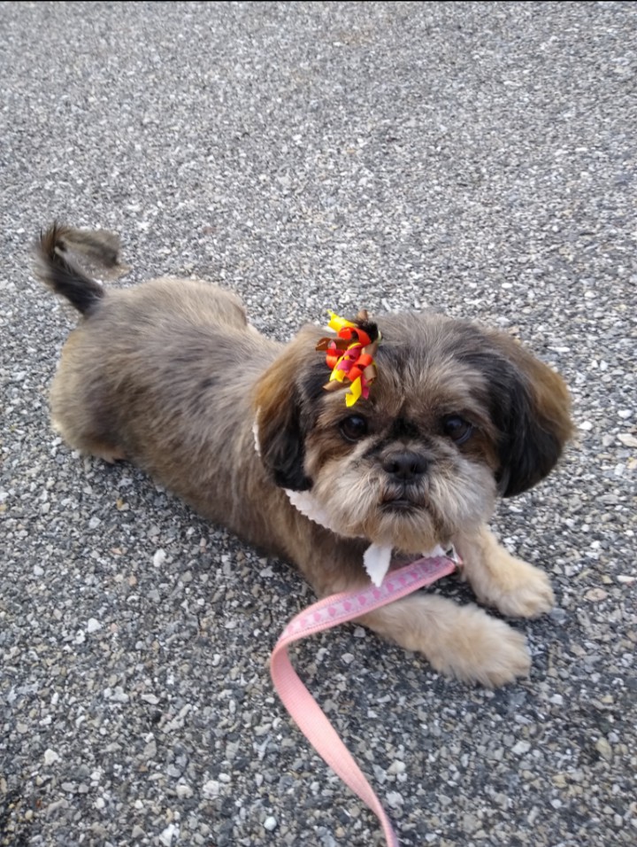 Muffin Puppy Love ?