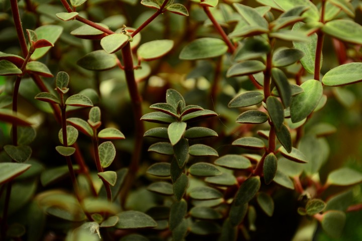 plant