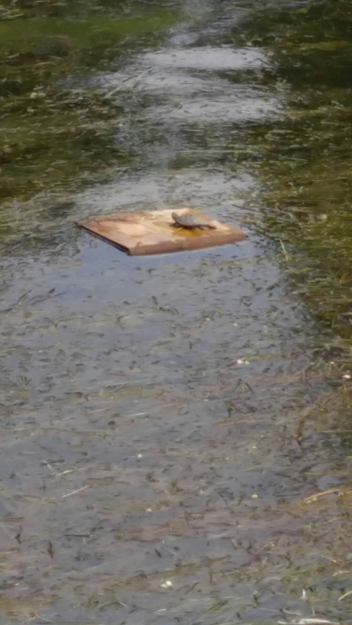 Turtle Sunbathing