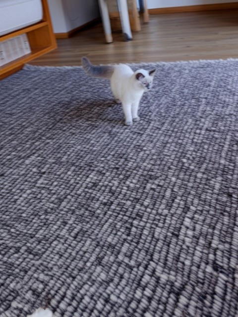Pretty Kitty