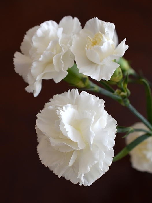 Y♥️  White love