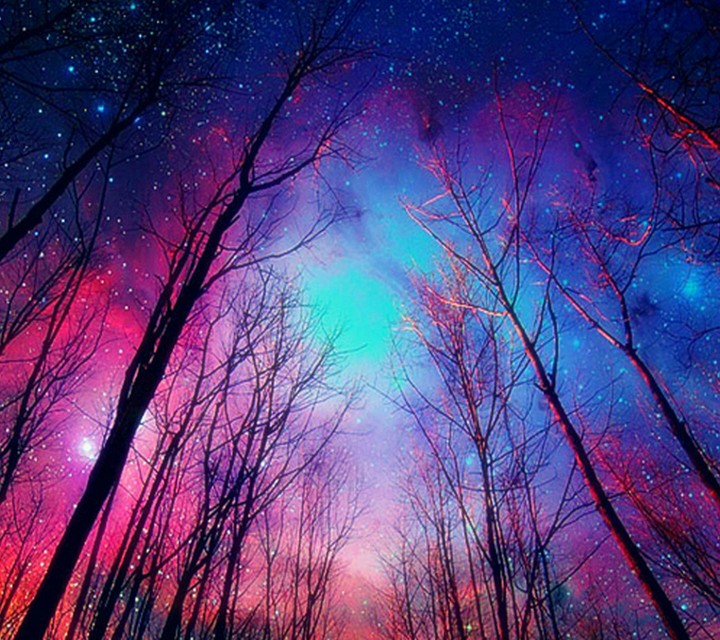 forest