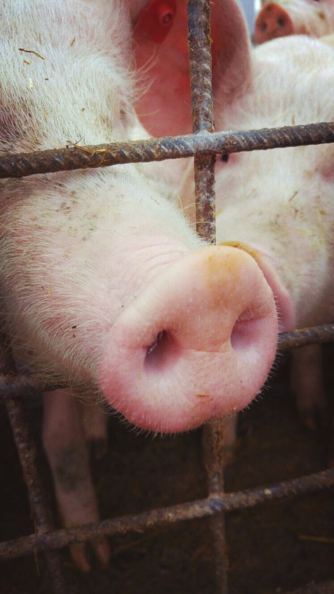 schweinchen