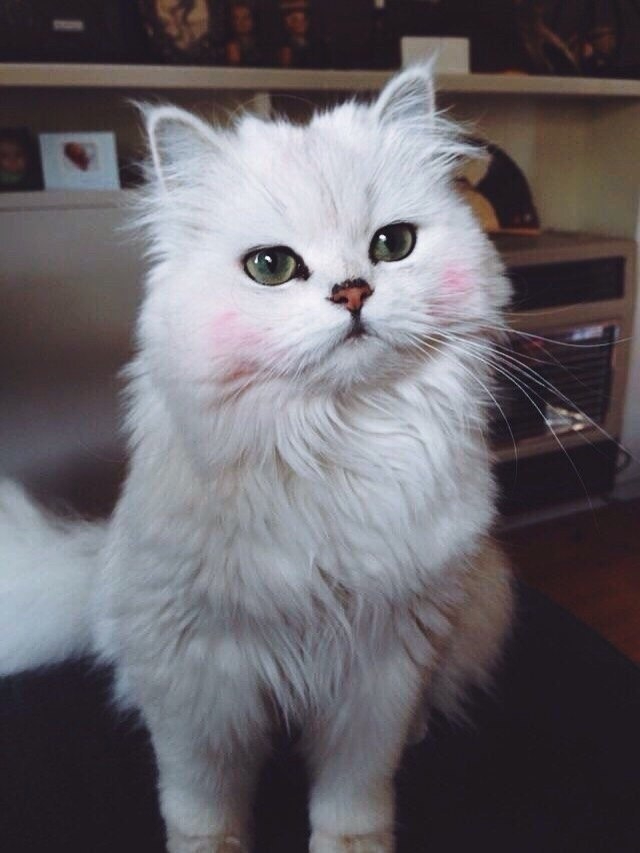cat