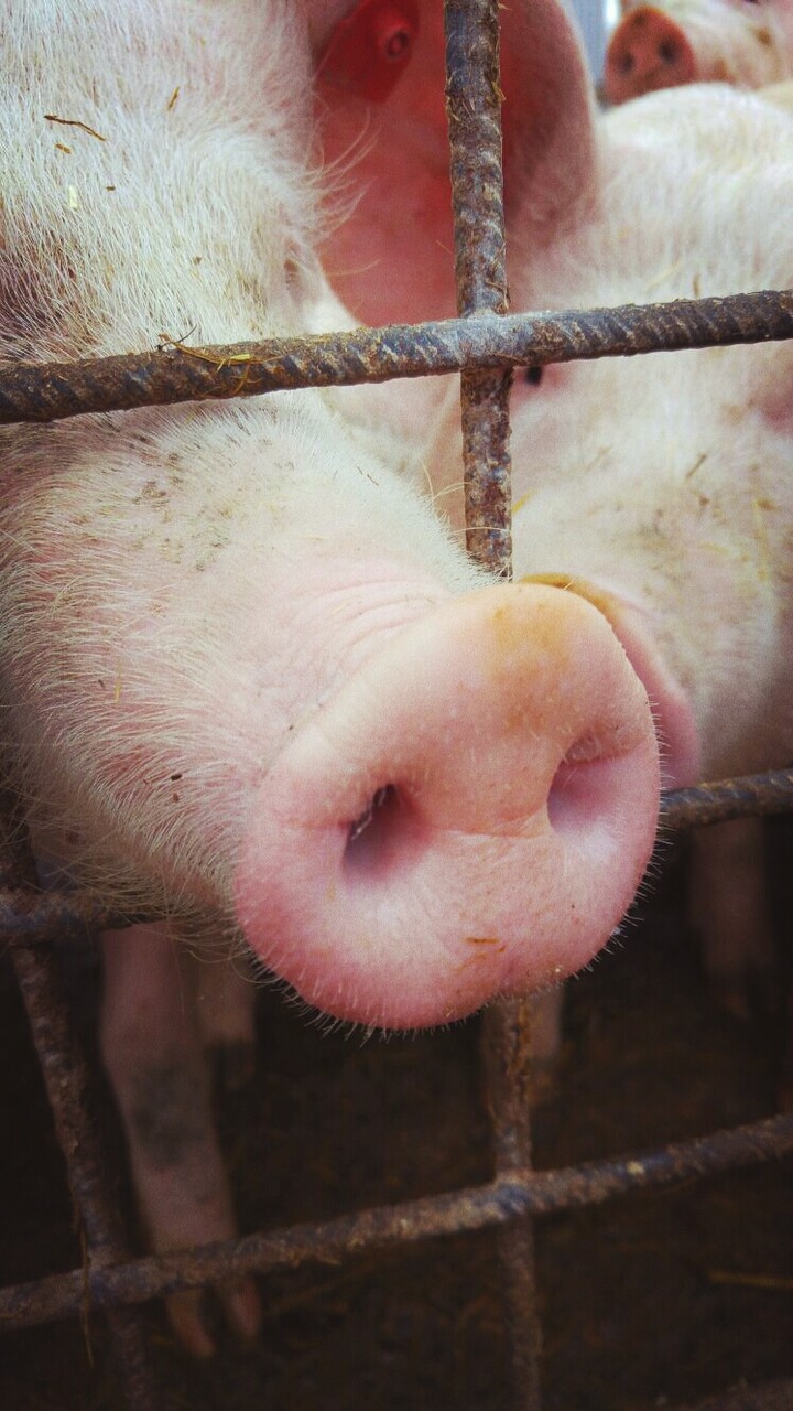 schweinchen