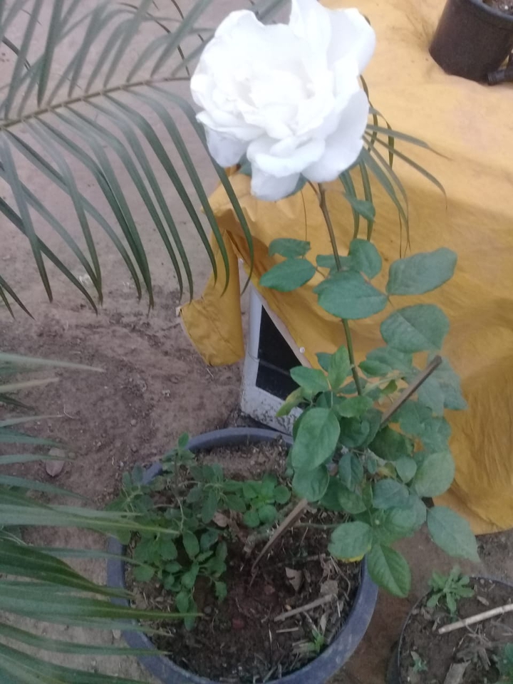 white rose