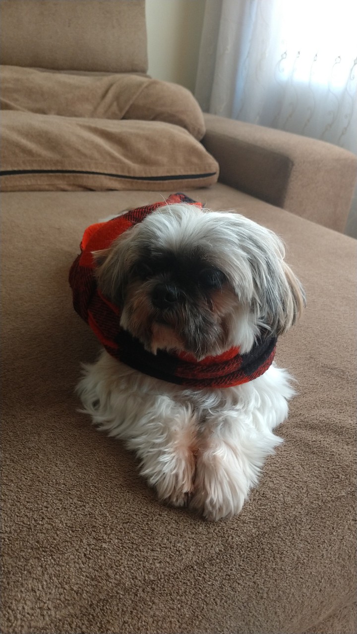 Dog