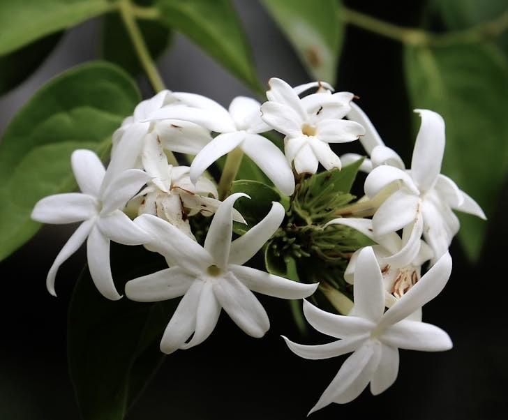 shrub, pedicel háttérképek