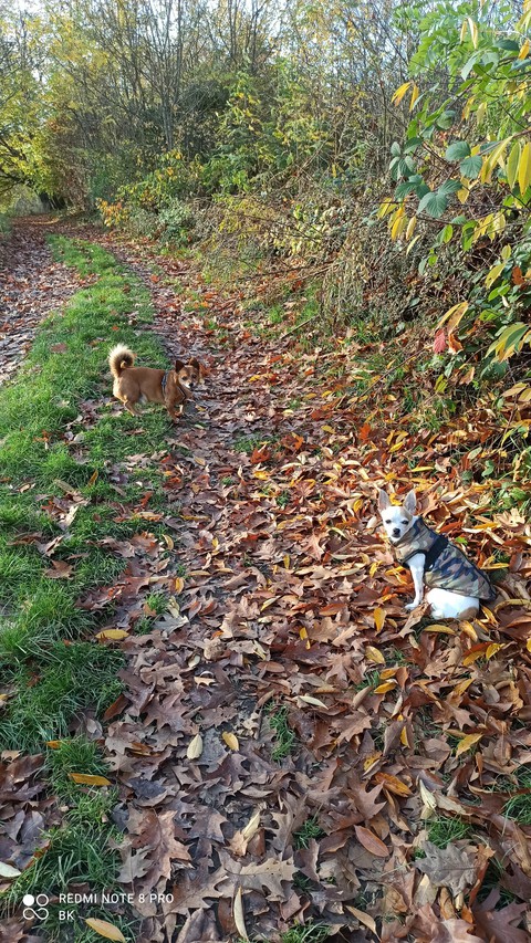 wald