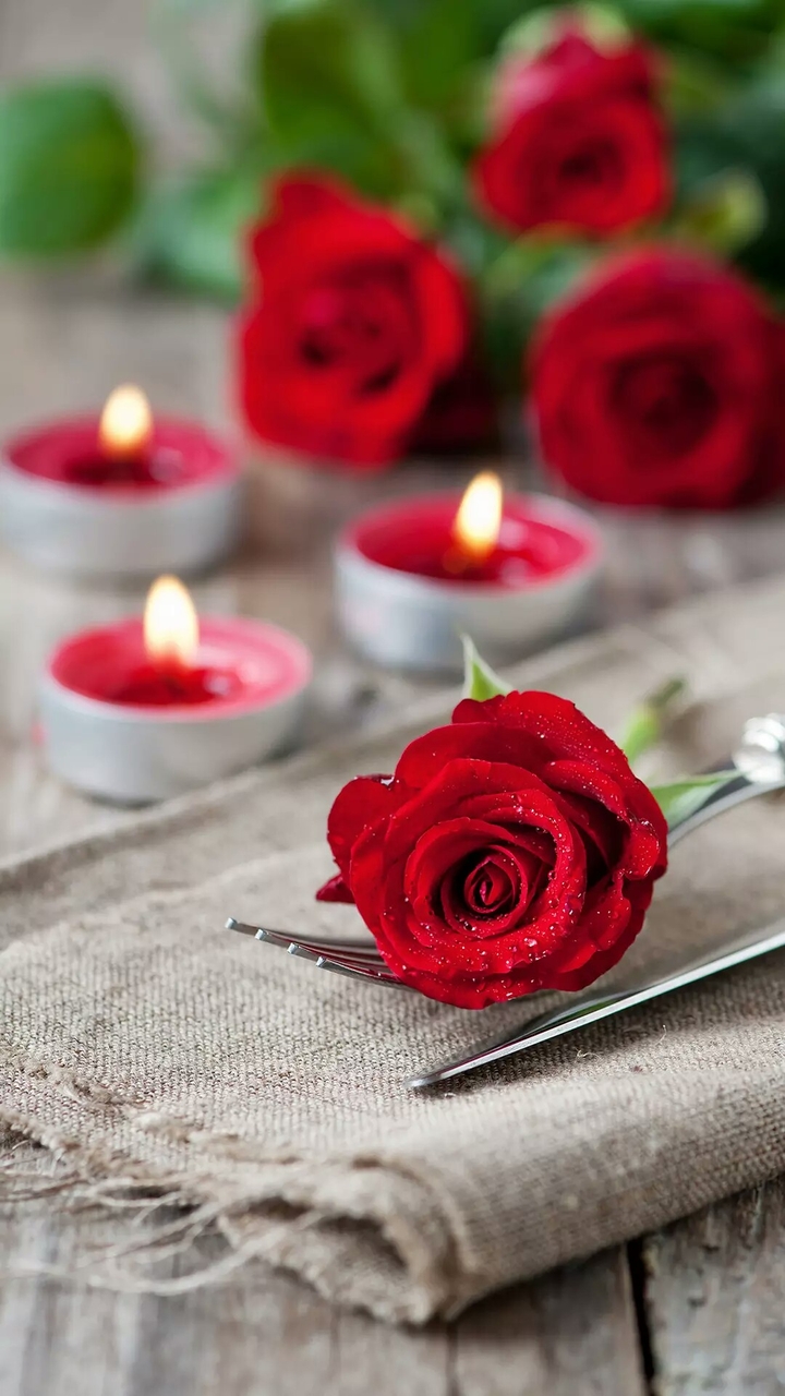 red rose