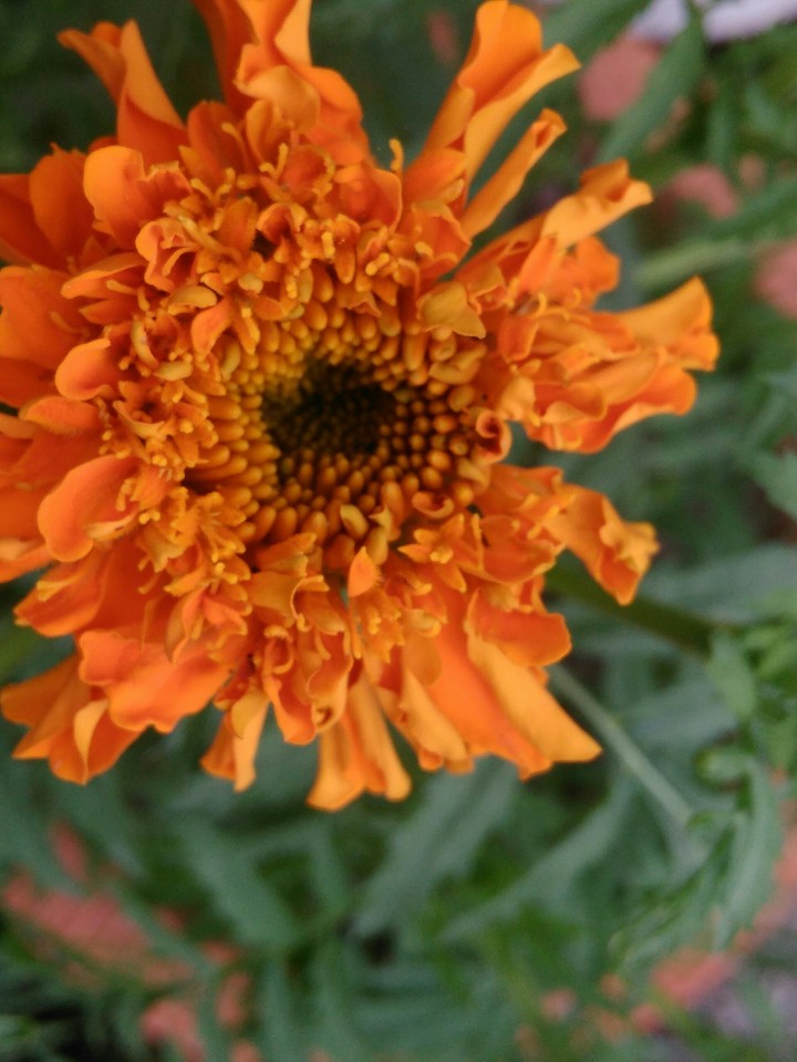 sunflower___